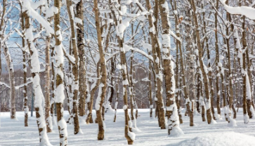 滑雪季节您不能在新雪谷拥有公寓