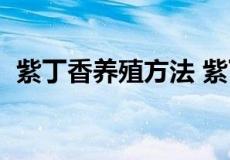 紫丁香养殖方法 紫丁香特性及育苗新技术）