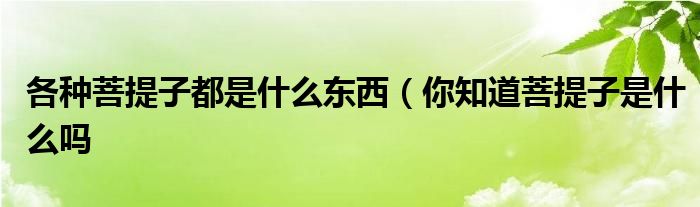 各种菩提子都是什么东西（你知道菩提子是什么吗