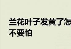 兰花叶子发黄了怎样才能变绿 兰花叶子发黄不要怕