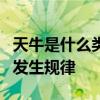 天牛是什么类害虫（天牛类害虫的危害特点和发生规律