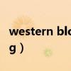 western blotting怎么读（western blotting）