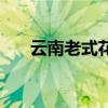 云南老式花灯（云南隐秘的花灯之乡）