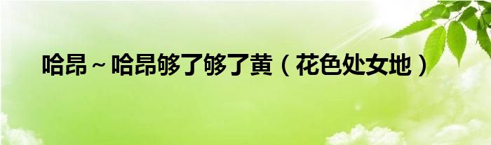 哈昂～哈昂够了够了黄（花色处女地）