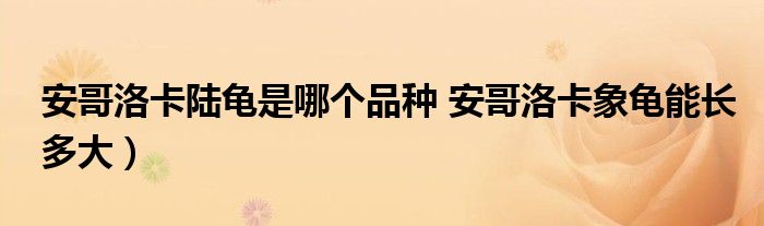 安哥洛卡陆龟是哪个品种 安哥洛卡象龟能长多大）