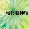 马铃薯种植技术步骤（马铃薯栽培技术）