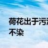 荷花出于污泥之中而不染污泥 莲花出淤泥而不染